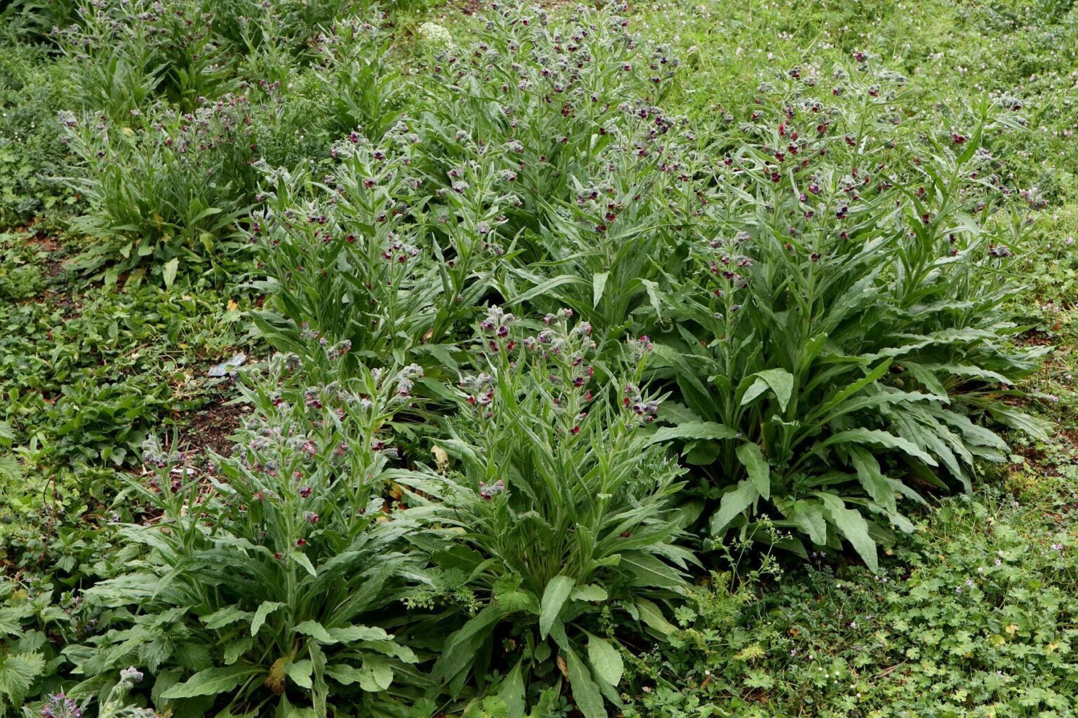 symphytum symphytum symphytum symphytum