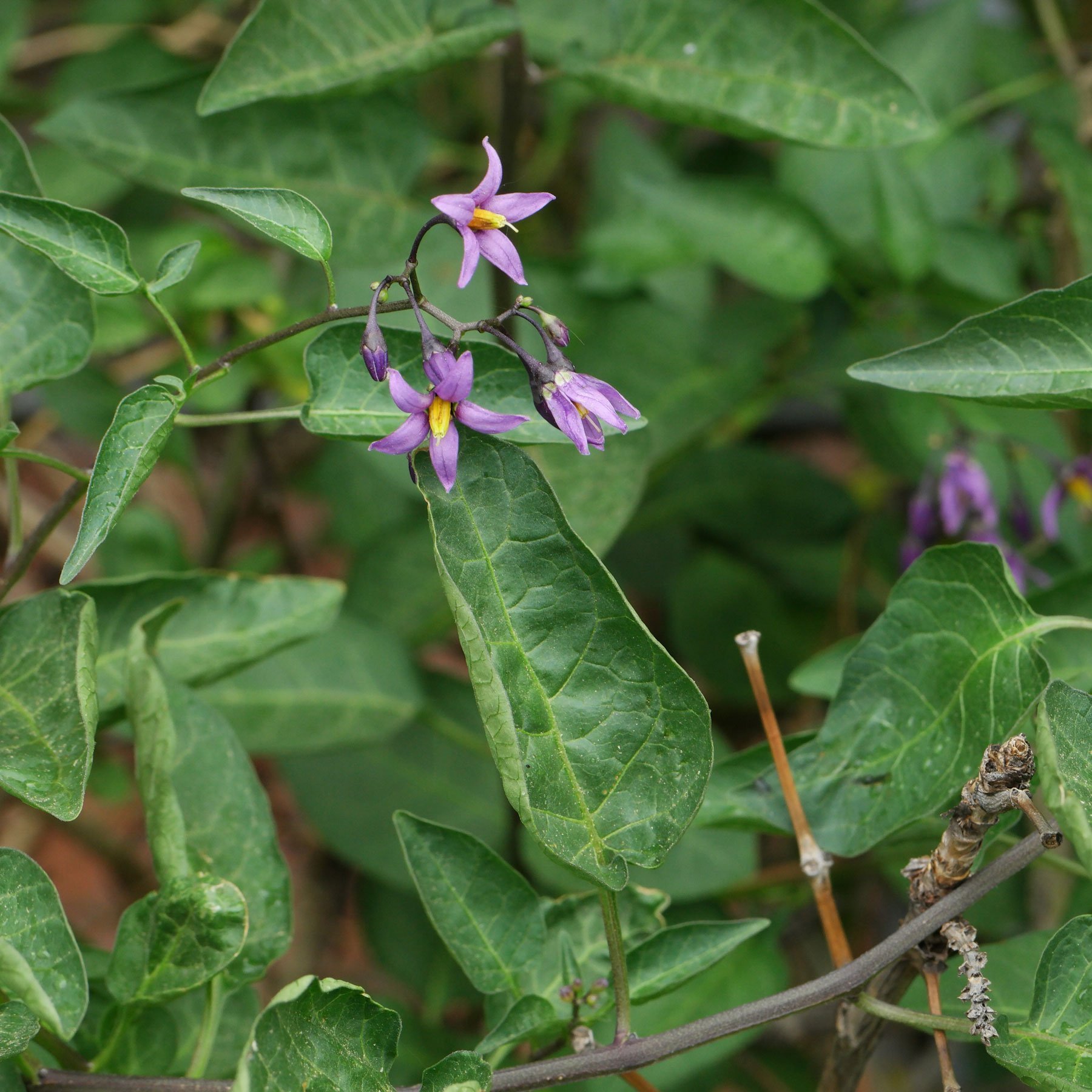 Bitters er Nachtschatten Solanum Dulcamara 
