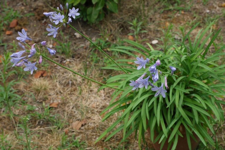 Amaryllisgewächse (Amaryllidaceae)