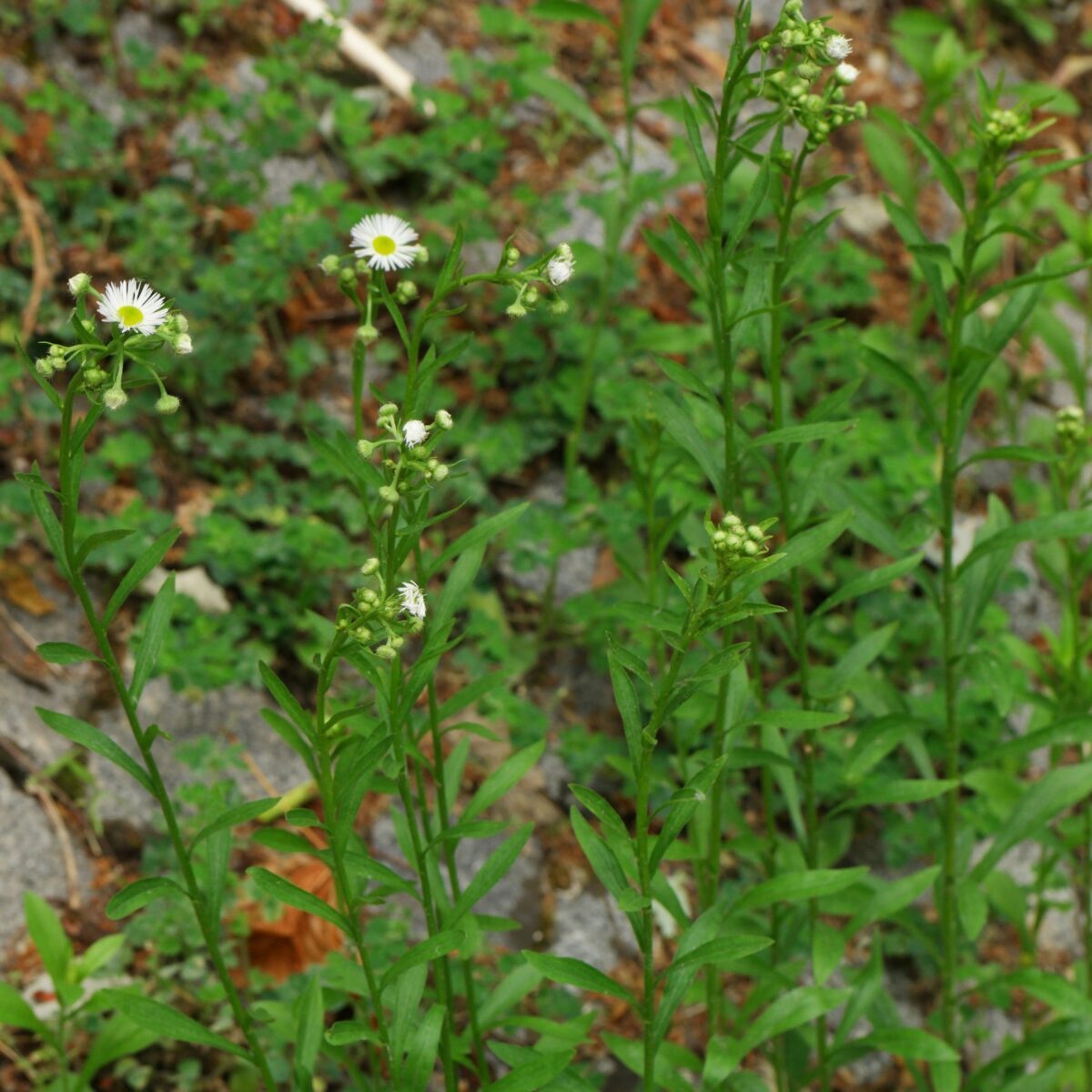 Einjähriges Berufkraut (Erigeron annuus)