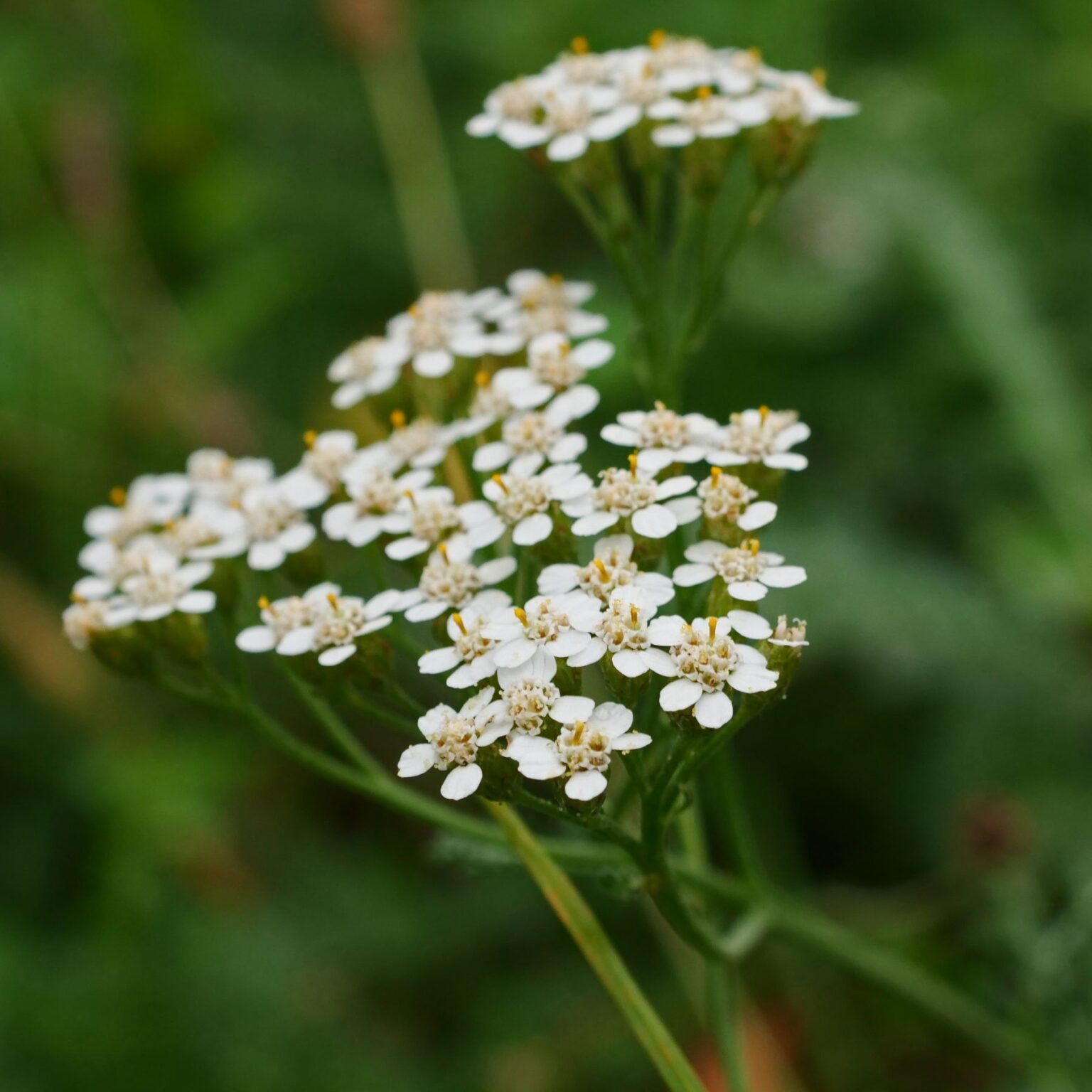 schafgarbe-achillea-millefolium