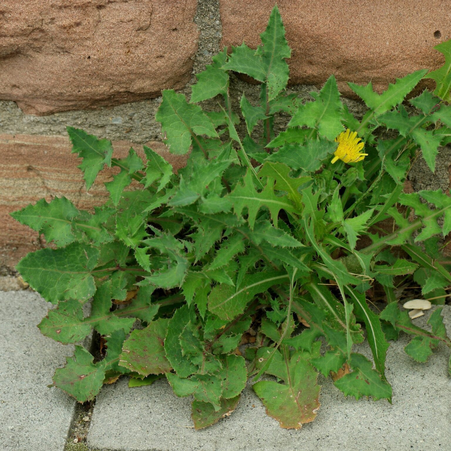 Gänsedistel, Kohldistel (Sonchus oleraceus)