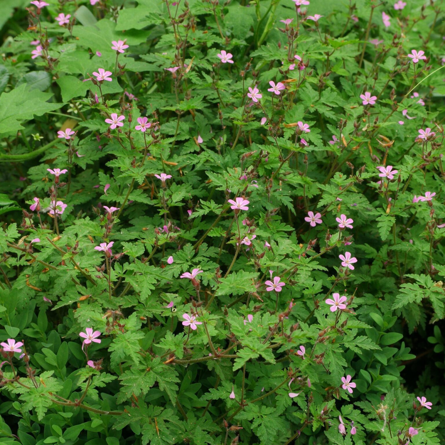 Stinkender Storchschnabel, Ruprechtskraut (Geranium robertianum)