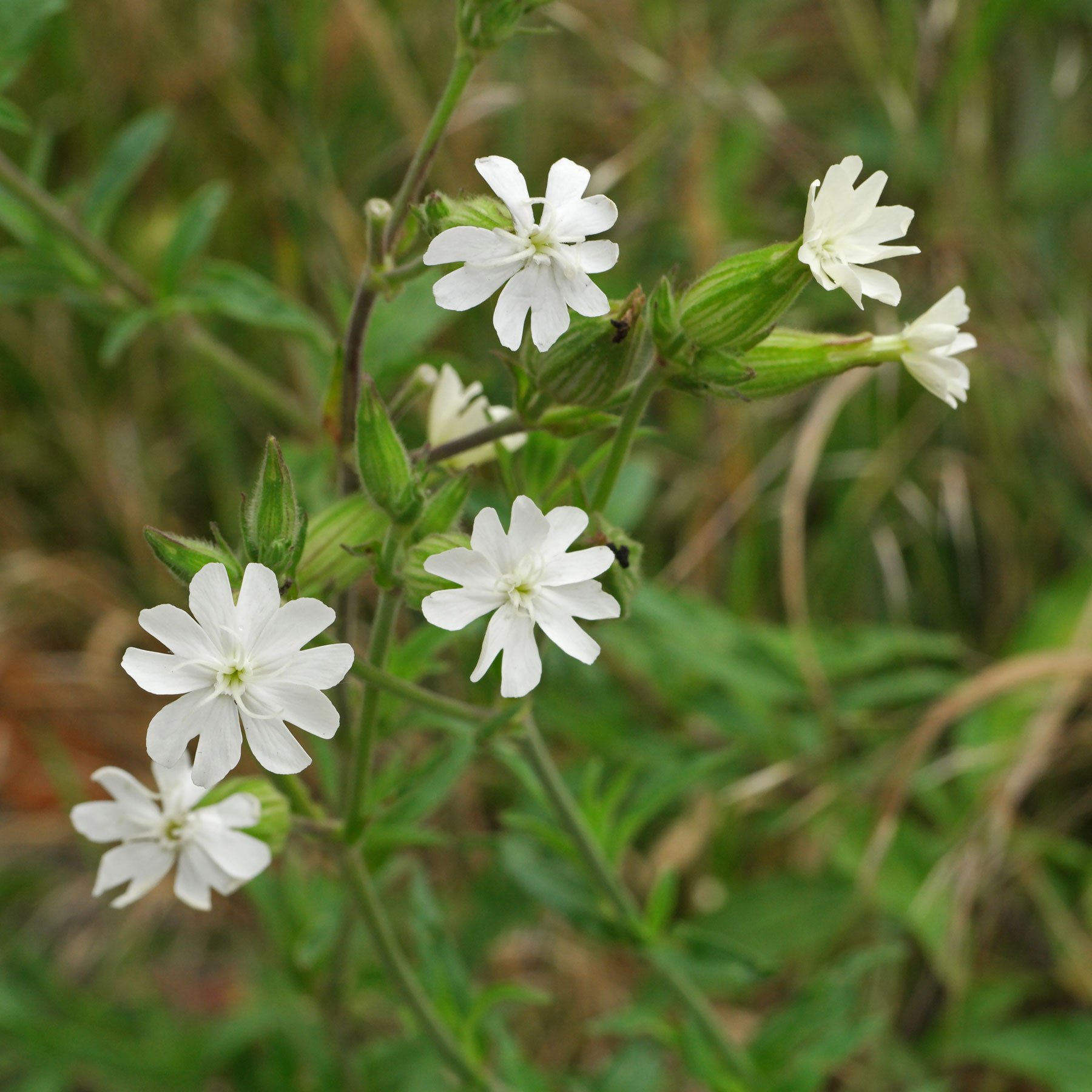 Wei e Lichtnelke Silene Latifolia 