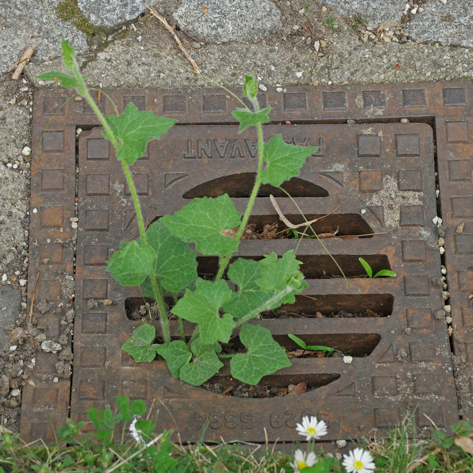 Magic Garden Seeds - Vite Bianca (Bryonia Dioica) | Semi Per Circa 10 Piante | Antica Pianta Medicinale | Semi Non Ibridi, Riproducibili