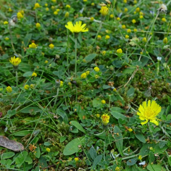 Habichtskraut in Wiese