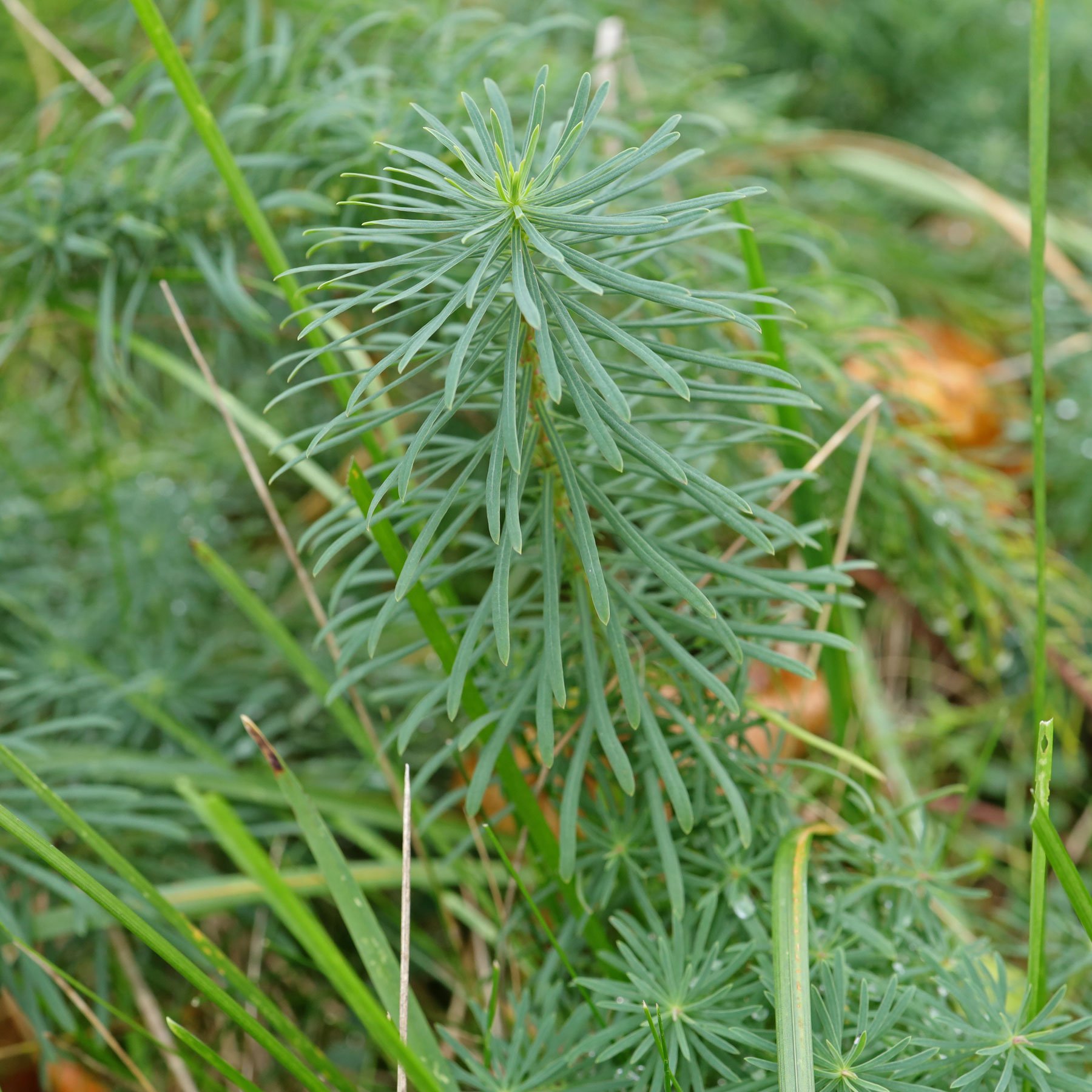 Euphorbia cyparissias Rubra im Sommer