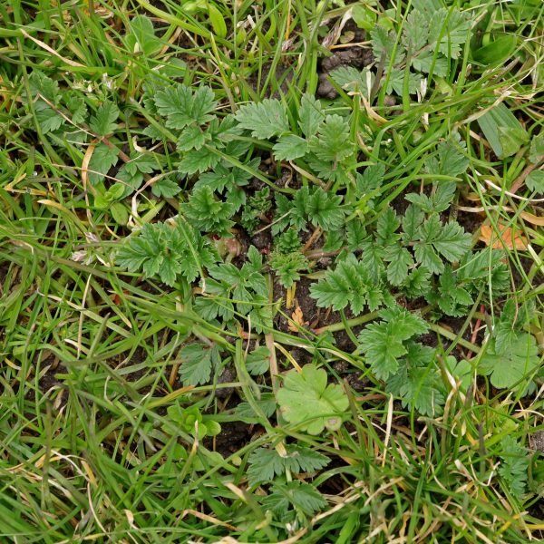 Reiherschnabel im Rasen