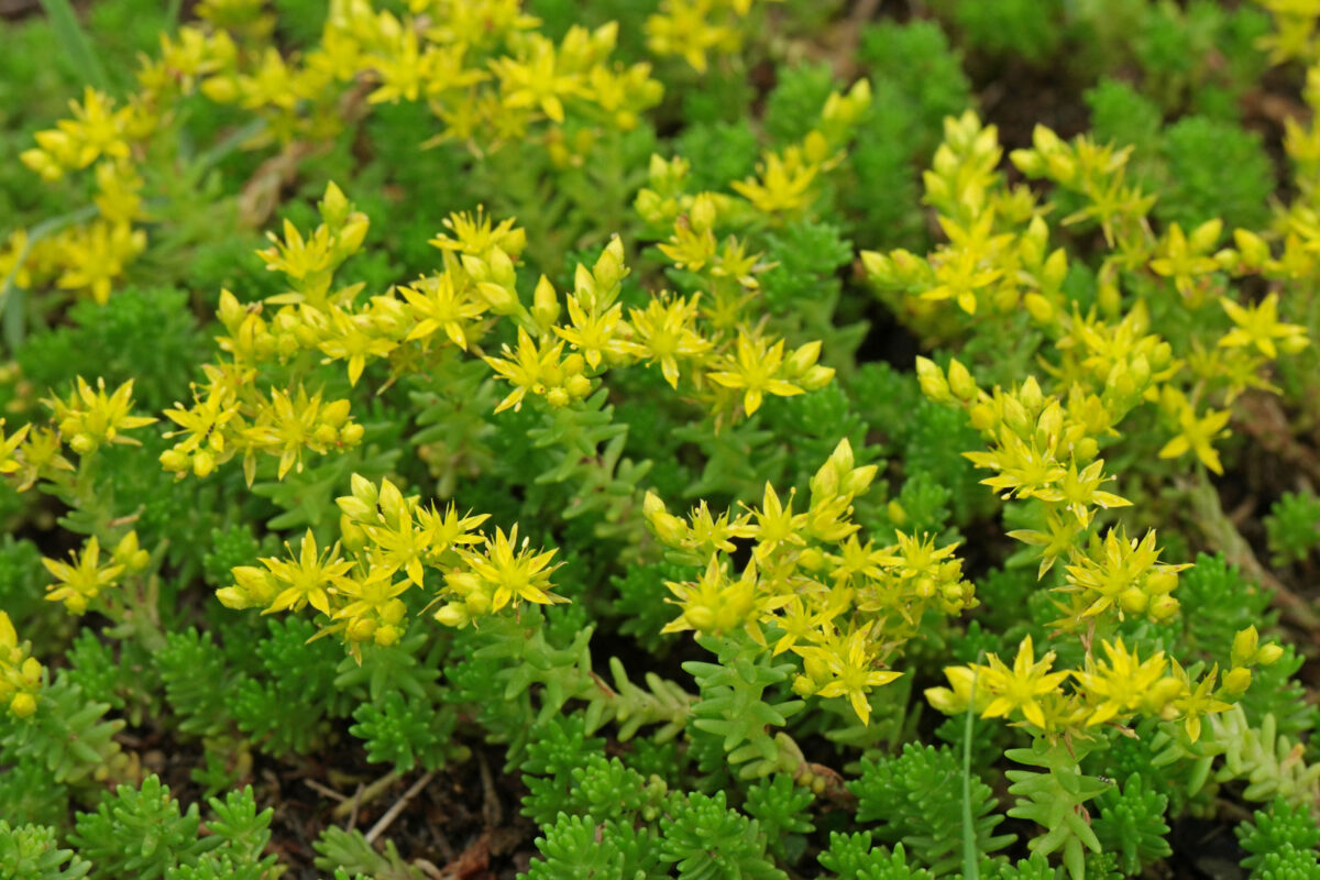 Milder Mauerpfeffer Sedum Sexangulare milder-mauerpfeffer-sedum-sexangulare