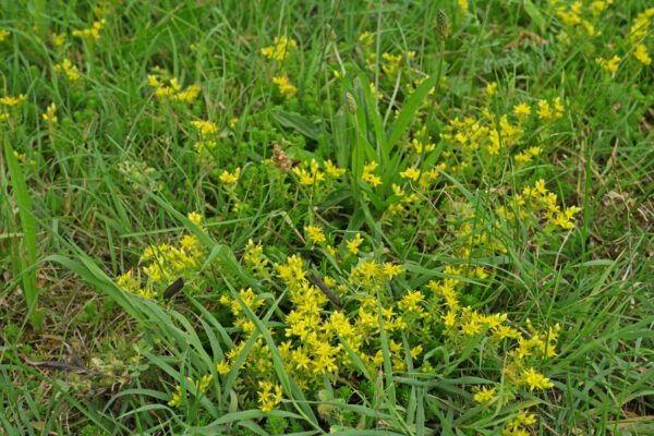 Sedum sexangulare