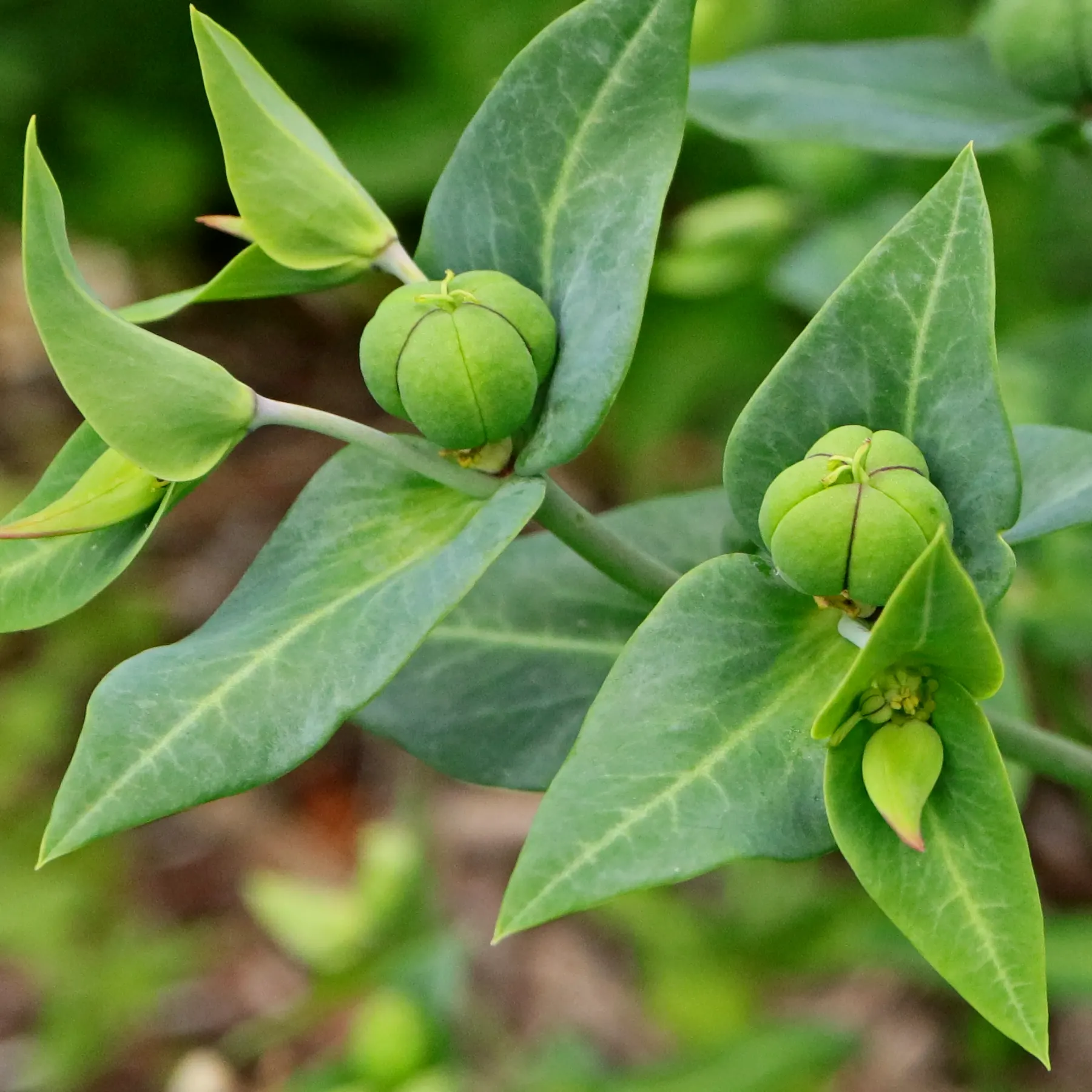 Euphorbia lathyris Blueten und Fruechte