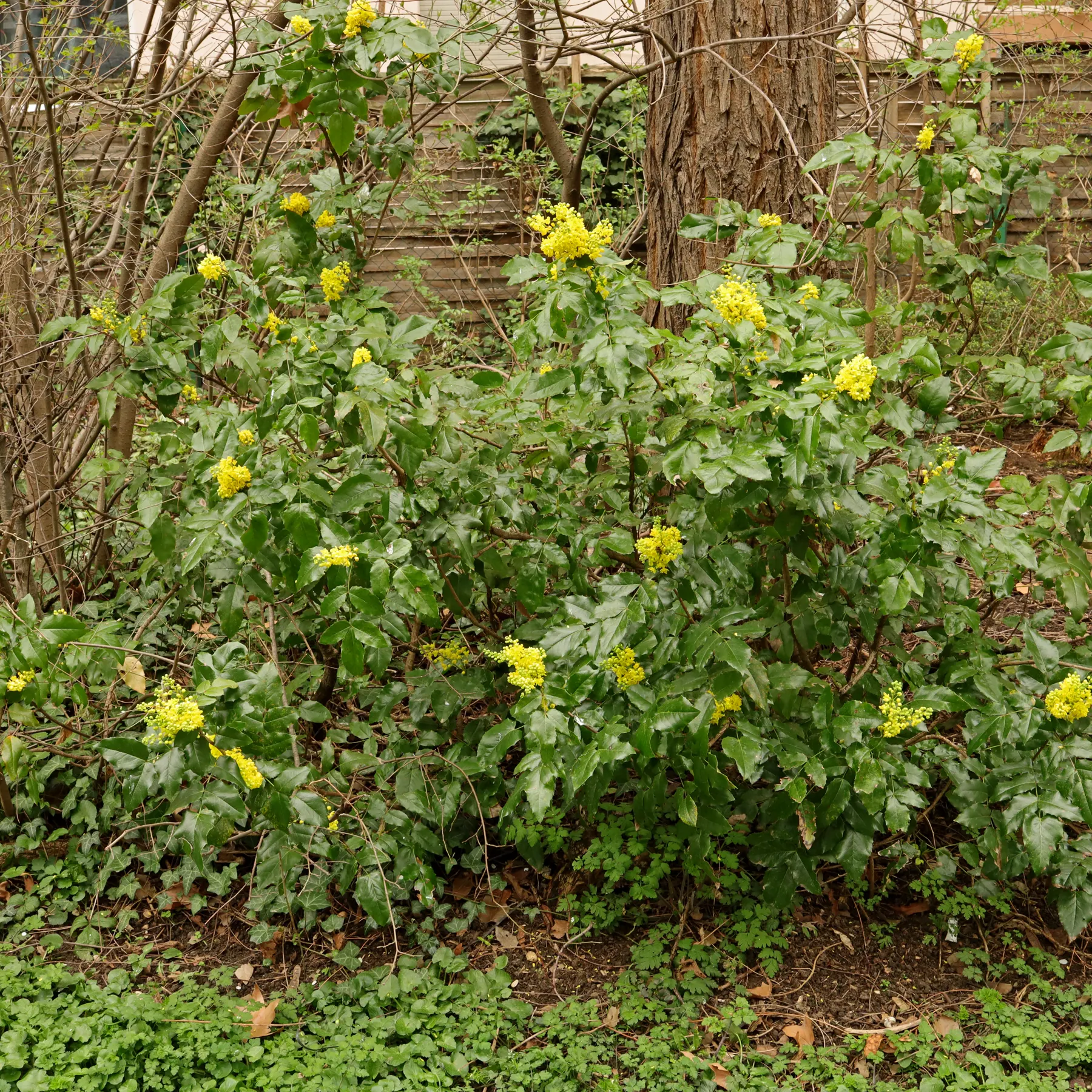 Mahonia aquifolium Gewöhnliche Mahonie