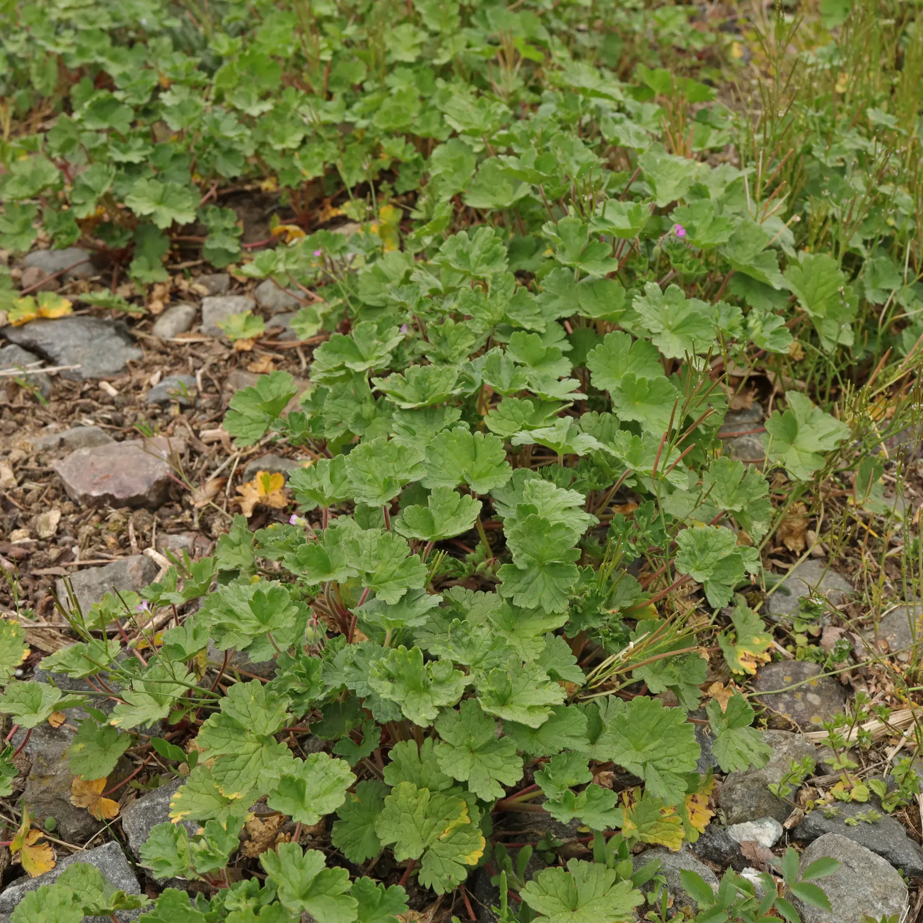 Rundblättriger Storchschnabel Geranium rotundifolium