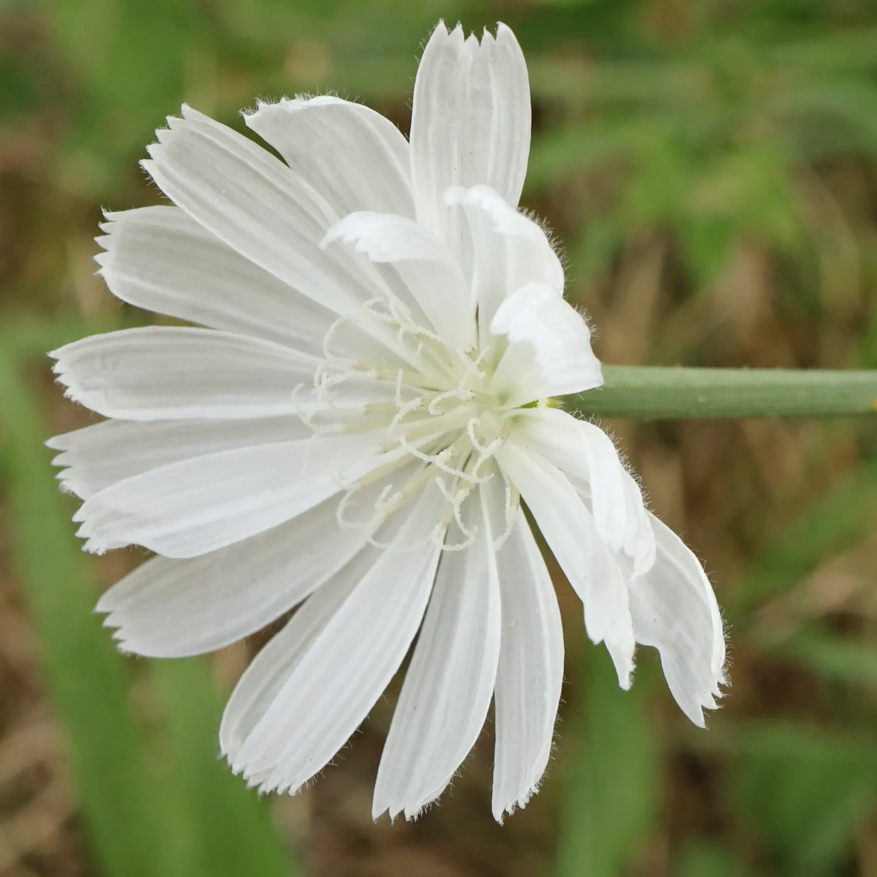 Wegwarte weiße Blüte