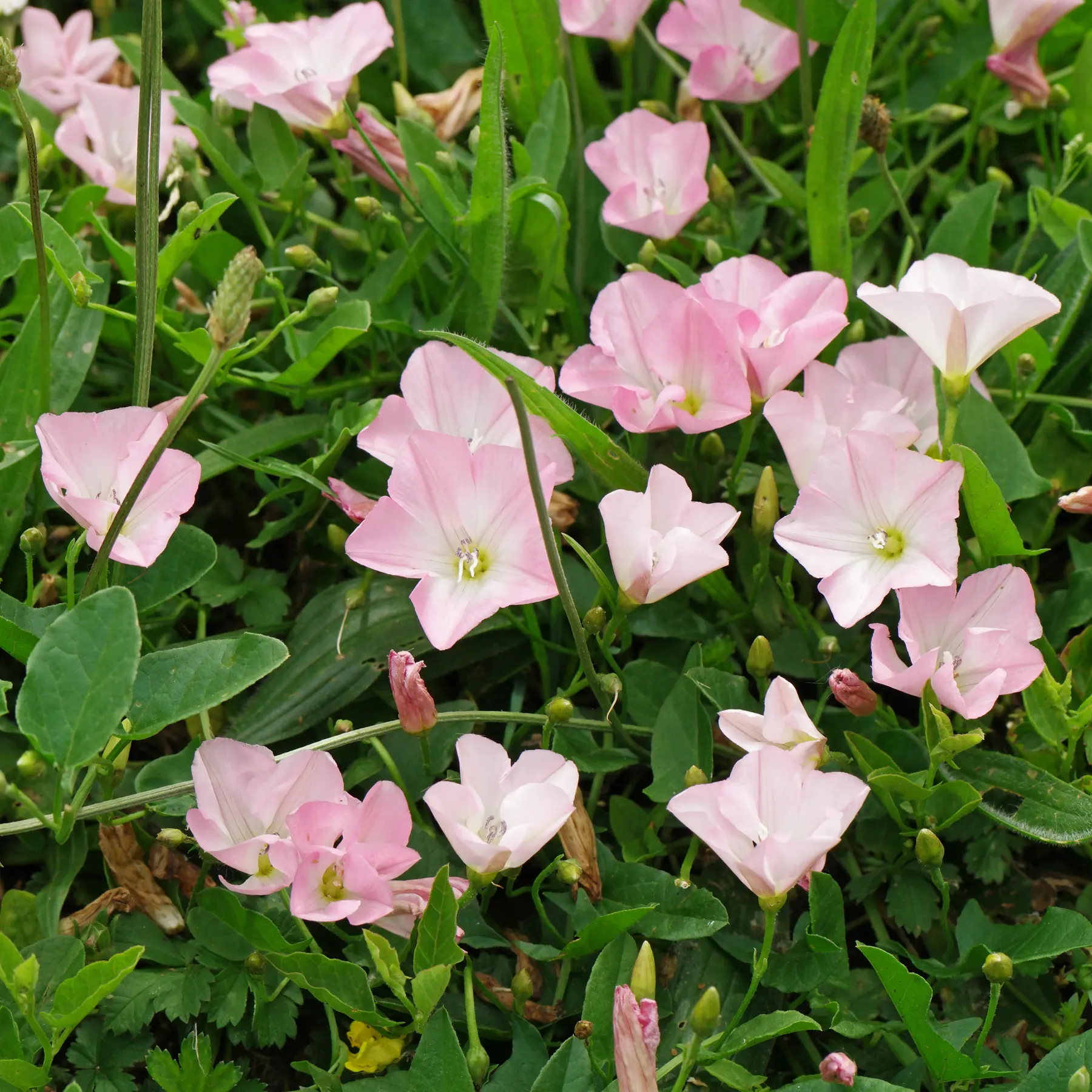 Acker-Winde rosa Blüten