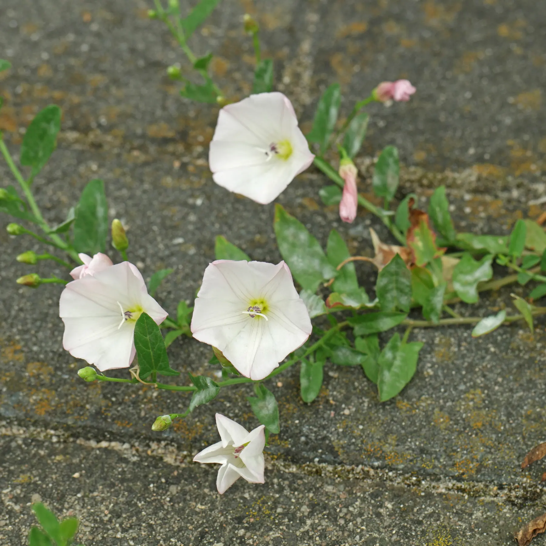 Acker-Winde weiße Blüten