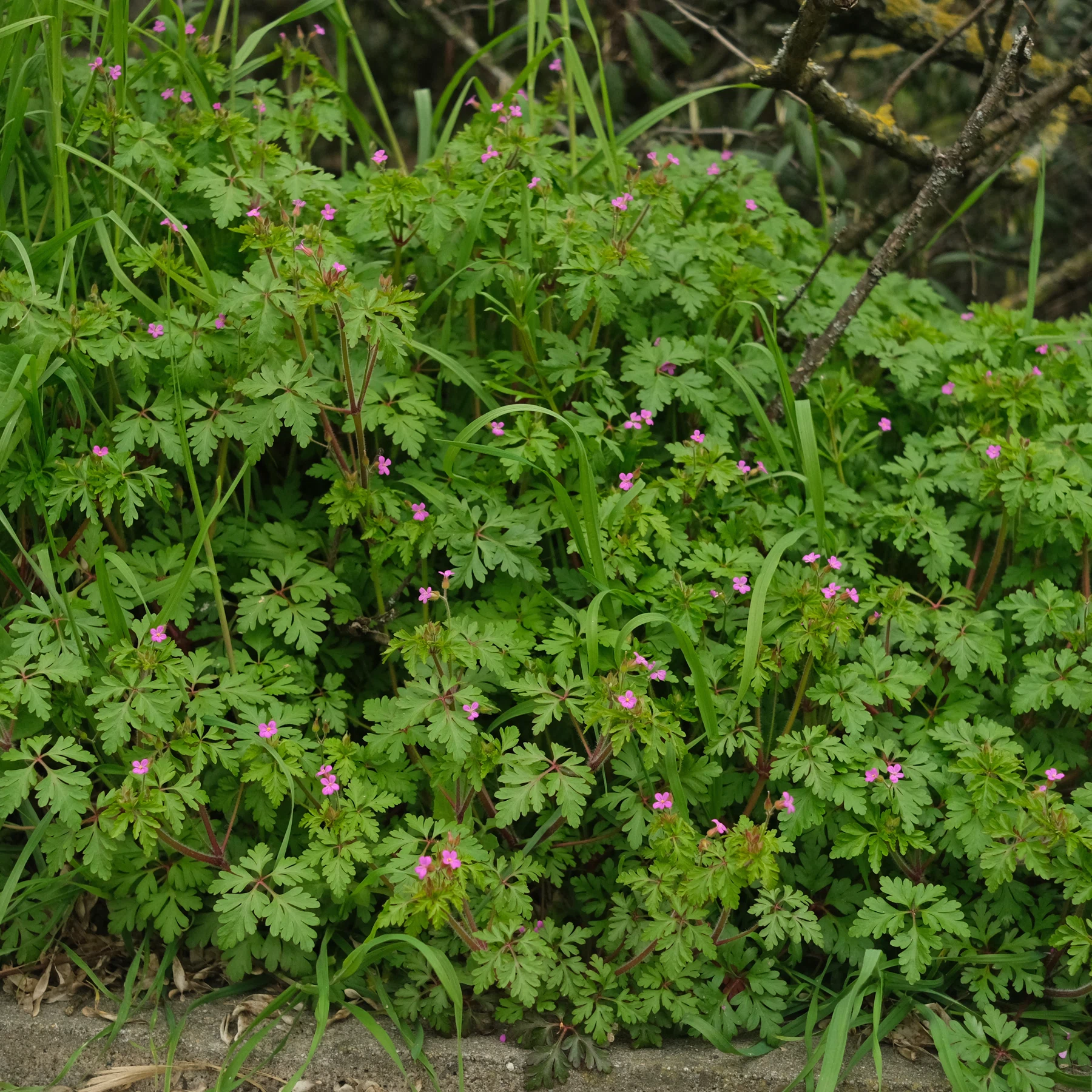 Geranium purpureum Purpur Storchschnabel