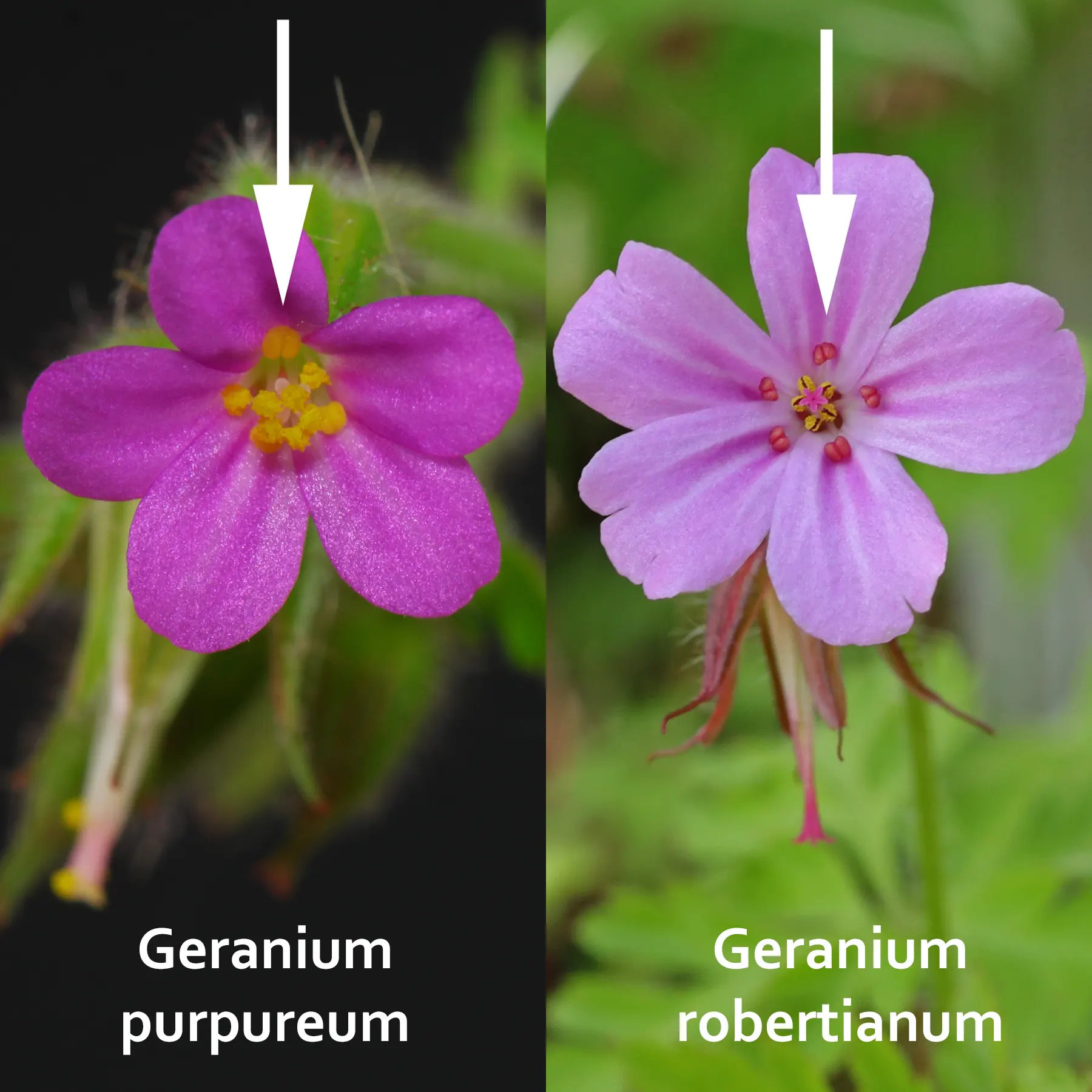 Geranium purpureum und Geranium robertianum unterscheiden