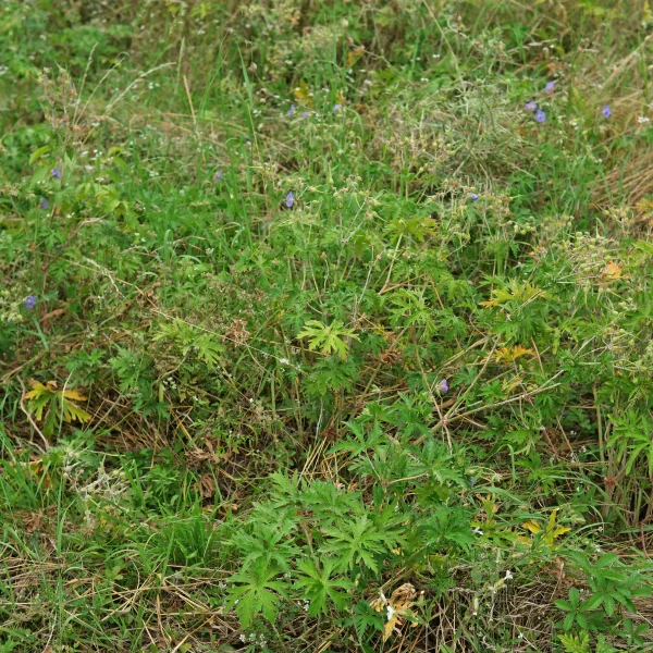 Geranium pratense in Wiese