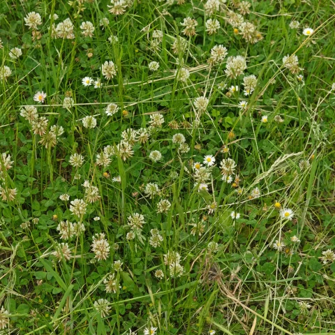 Weißklee Kriechklee Trifolium repens