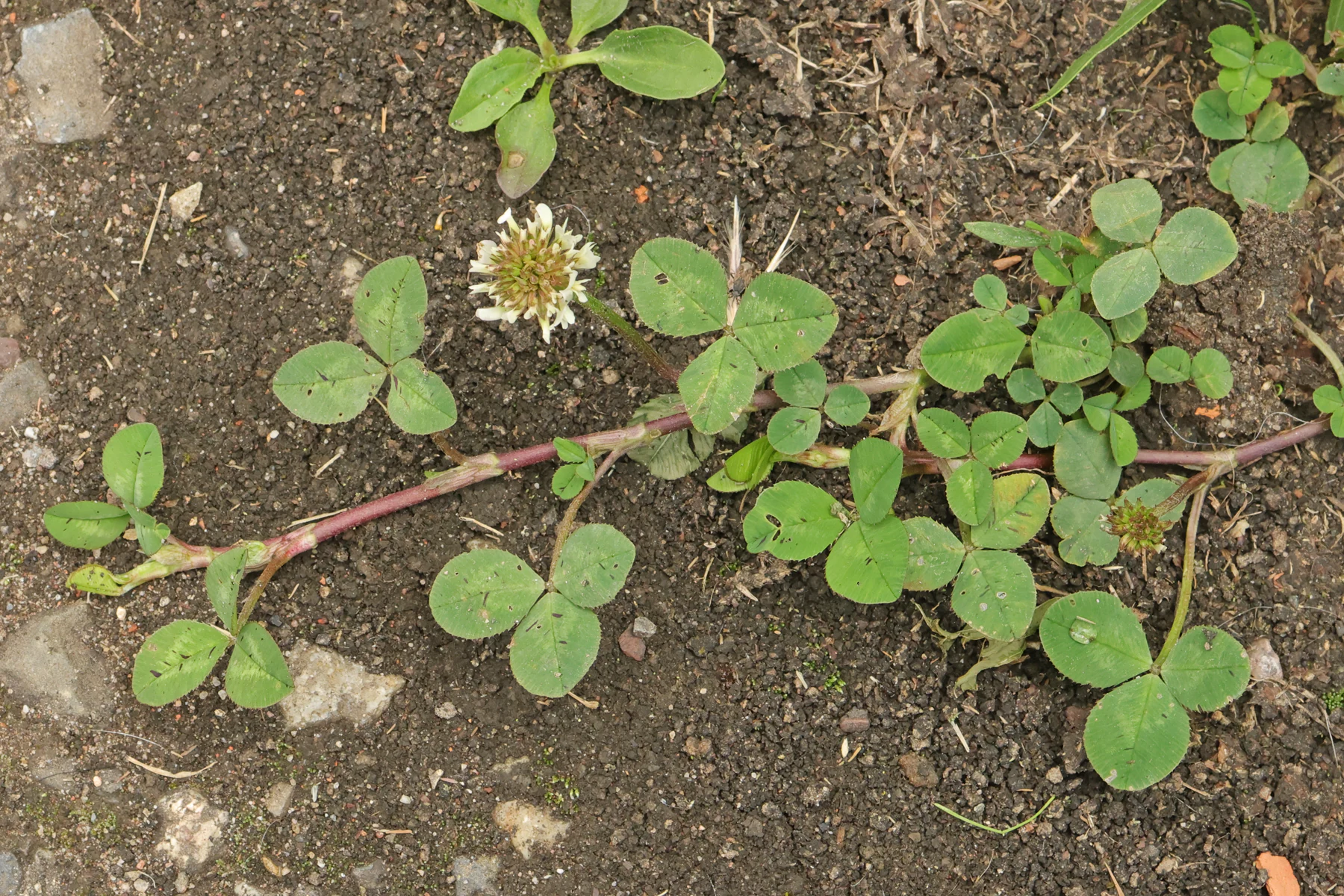Weißklee Trifolium repens Ausläufer niederliegend