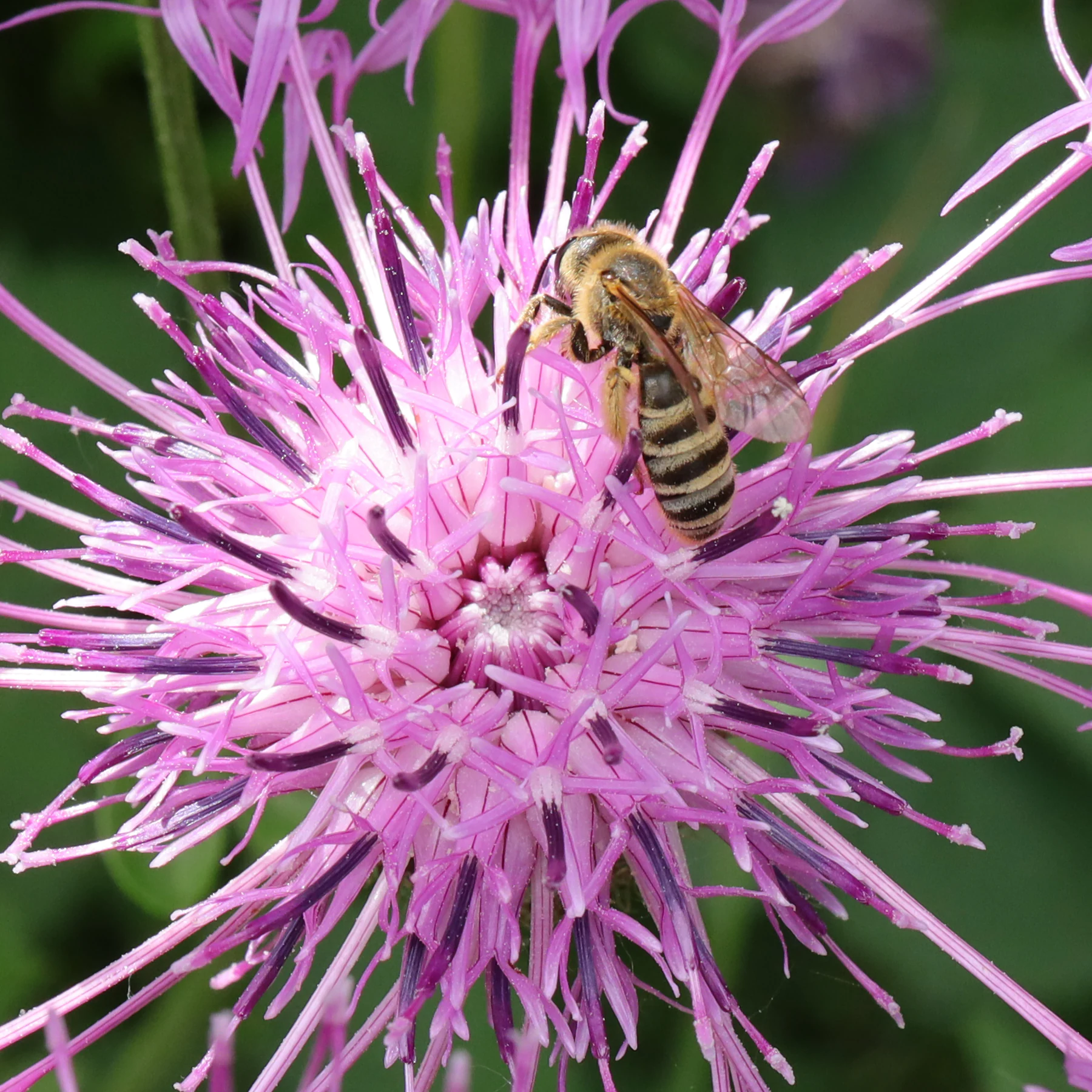 Wildbiene bestäubt Flockenblume