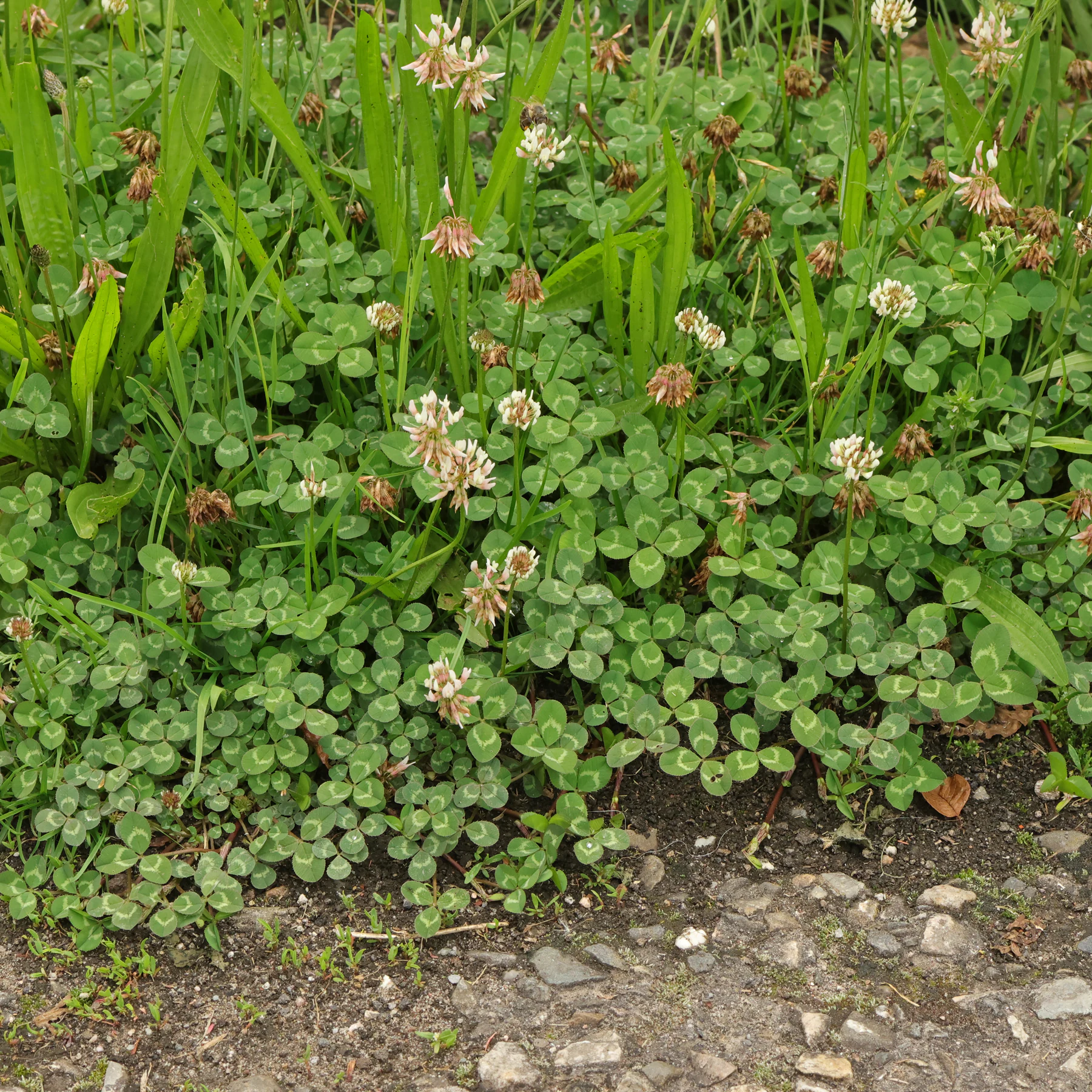 blühender Weißklee Trifolium repens am Wegrand