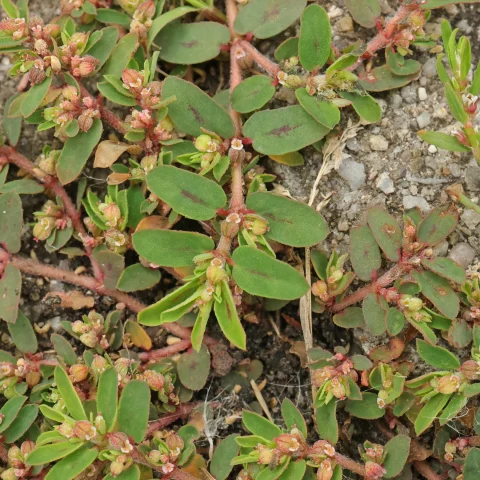Euphorbia maculata Gefleckte Wolfsmilch