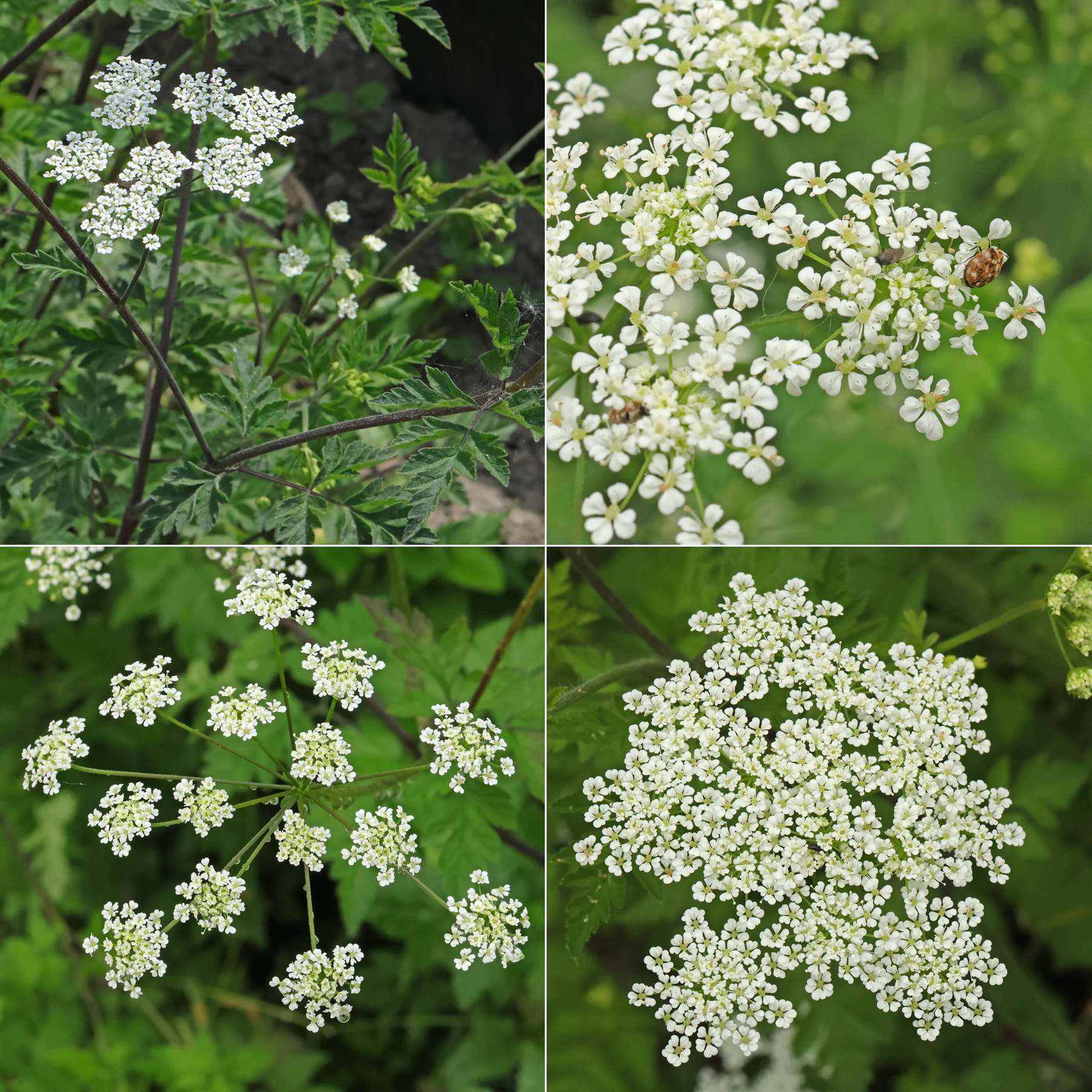 Chaerophyllum temulum Blüten