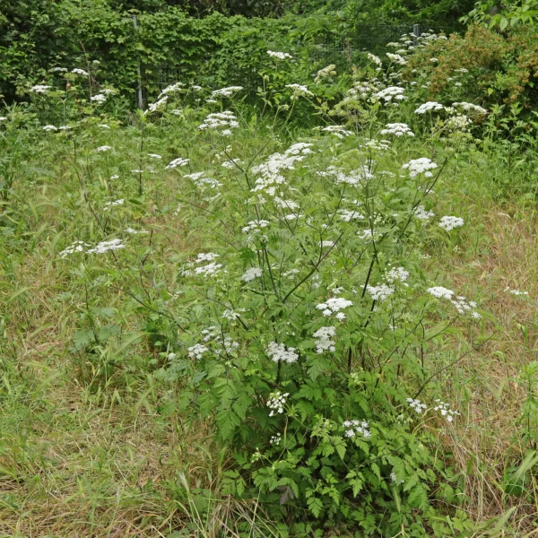 Chaerophyllum temulum Kälberkropf