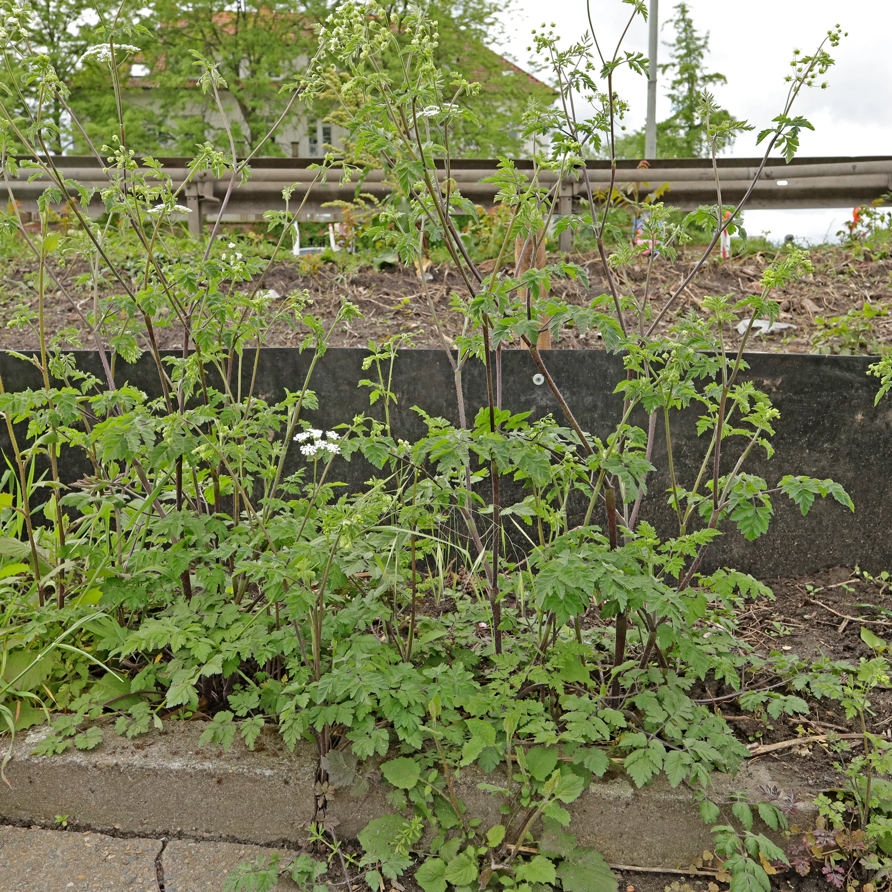 Chaerophyllum temulum am Straßenrand