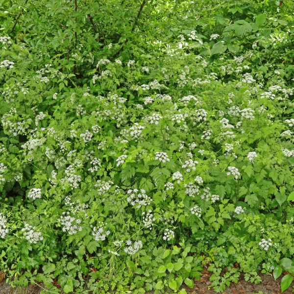 Chaerophyllum temulum an Gebüschsaum