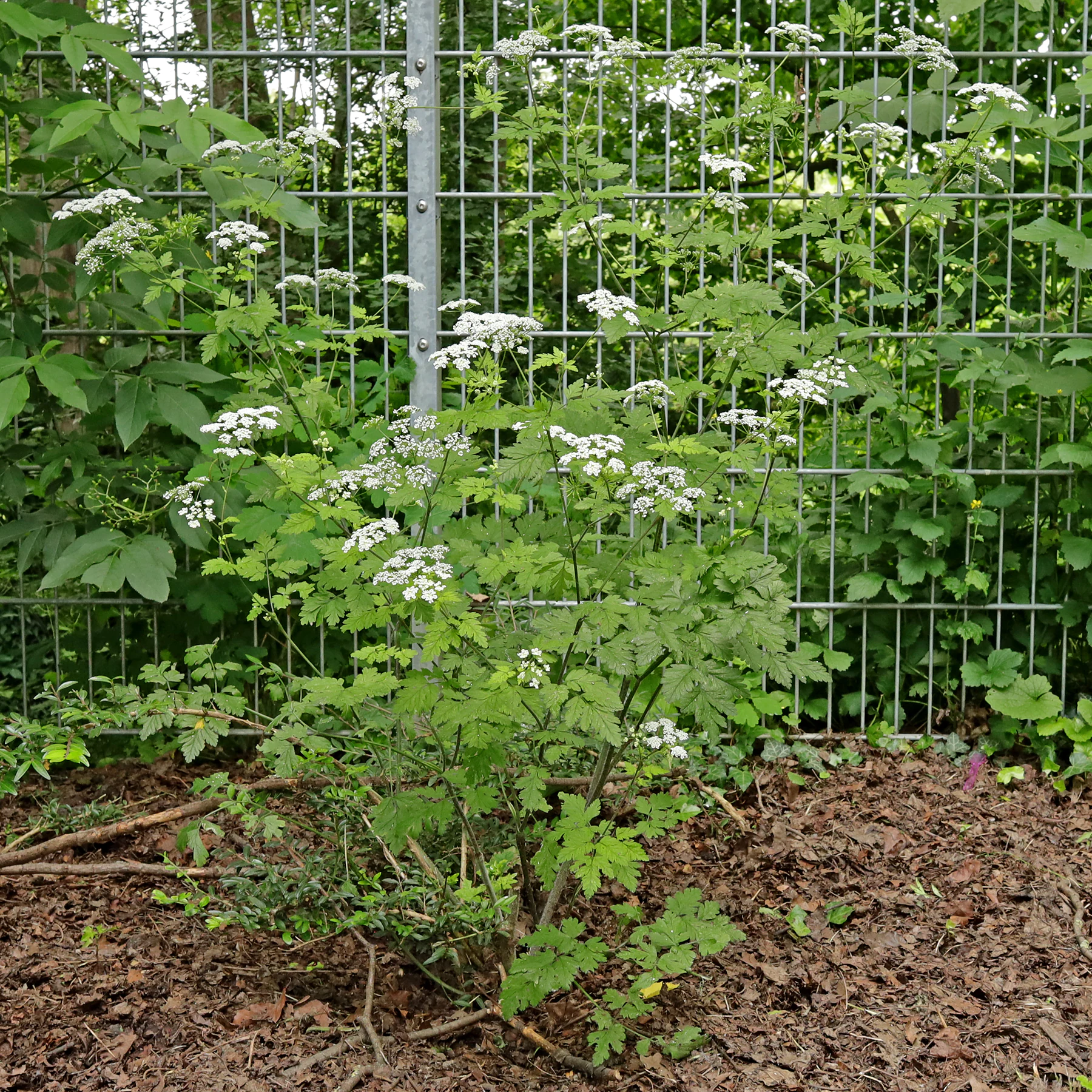 Rough chervil